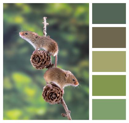 Mouse Harvest Mouse Pine Cone Image